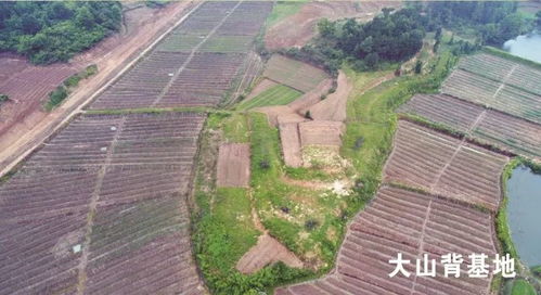 瓜蒌种苗种植技术揭秘：揭秘高效益的秘密武器