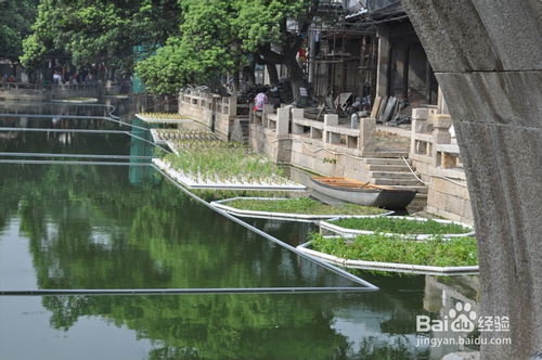 浮岛水生植物种植：绿色未来，生态修复新篇章