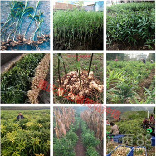探索种植黄精奥秘：学艺黄精种植，你准备好了吗？