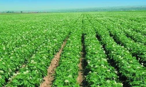 土豆种植技术革新：施肥策略解析与实用指南
