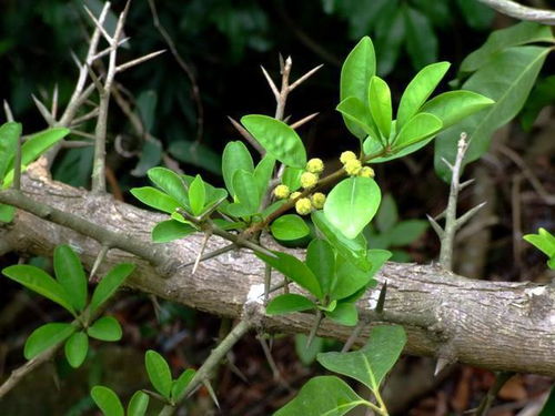 揭秘野荔枝树种植之谜：如何培育出自然之果的黄金时代？