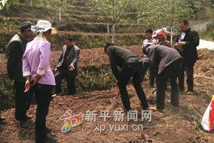 黄姜药材种植技术：揭秘如何实现高效益与可持续