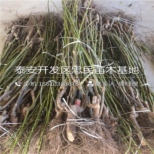农广天地芽菜种植技术揭秘：如何让芽菜成为你的绿色“黄金”