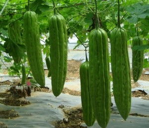 揭秘苦瓜种植高效率秘籍：如何让苦瓜产量翻倍？