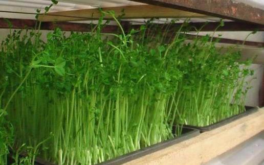 豌豆苗种植大棚技术：揭秘高效农业的未来之星