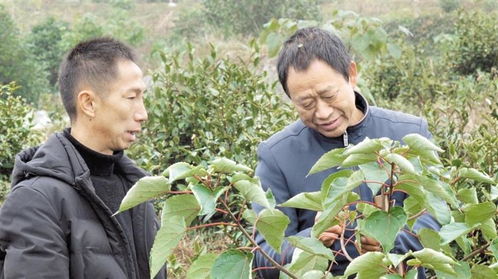 《山桐子树种植：揭秘高效生态经济作物的绿色之路》