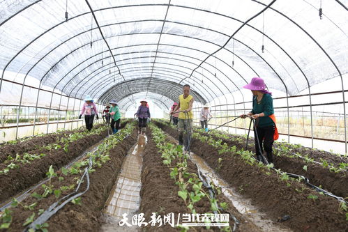 大棚种植技术学校：揭秘未来农业人才培养的摇篮