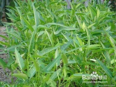 《揭秘空心菜种植奥秘：高效益的绿色农业之路》