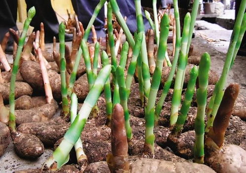 揭秘天麻种植：高效管理技术图解析