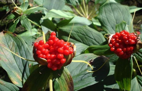 揭秘重楼种子种植技术：如何让这“植物黄金”绽放生机？