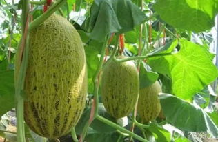 哈密瓜种植技术揭秘：如何培育出甜美多汁的果实？