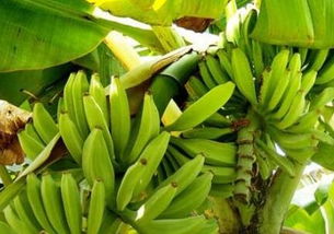 香蕉种植革命：揭秘最新种植技术，如何提升产量与品质？