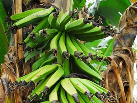 《香蕉种植技术革新：揭秘热带果王的绿色之路》