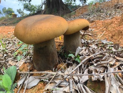 揭秘牛肝菌种植秘籍：从零开始，开启致富之门