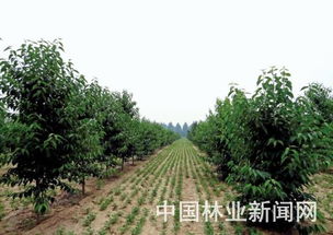 《杜仲种植技术全解析：揭秘如何培育绿色财富》