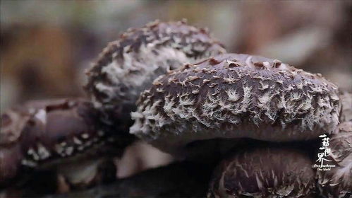 揭秘野生蘑菇种植技术：如何在家也能培育出美味菌菇？