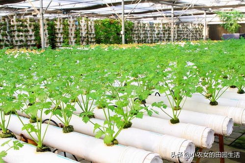 揭秘露地芹菜种植技术：如何实现高产高效？