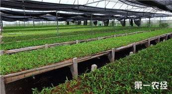 规范化种植技术：农业现代化的关键路径