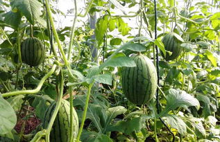 四川西瓜种植技术革新：如何提升产量与品质？