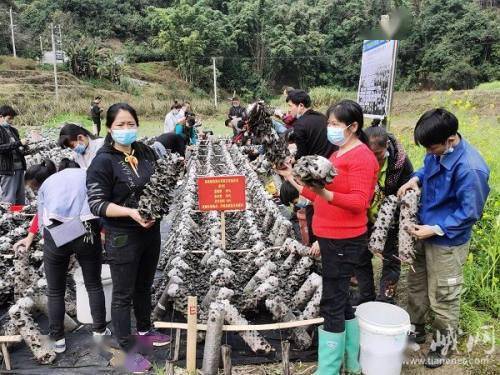 黑木耳种植技术培训：揭秘高效益的“黑色黄金”种植秘诀