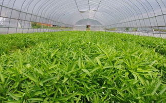 冬日里的一抹绿——揭秘空心菜冬季种植技术