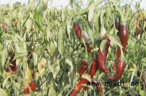 辣椒种植攻略：揭秘高效丰收的秘密武器