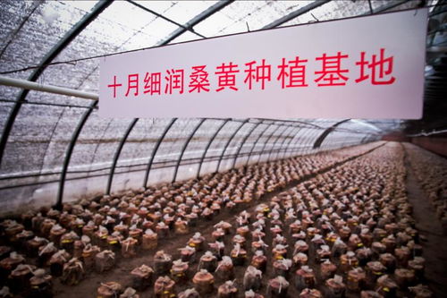 桑黄种植技术基地：揭秘真菌之王的高效培育之道