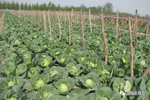 《甘蓝菜种植攻略：揭秘高效种植秘诀，让您的田园丰收在望！》