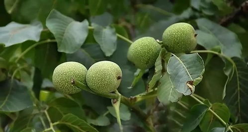 文玩核桃种植新篇章：揭秘高效种植技术，开启绿色财富之路