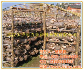 探索食用菌种植奥秘：揭秘视频教程，轻松入门自然农业