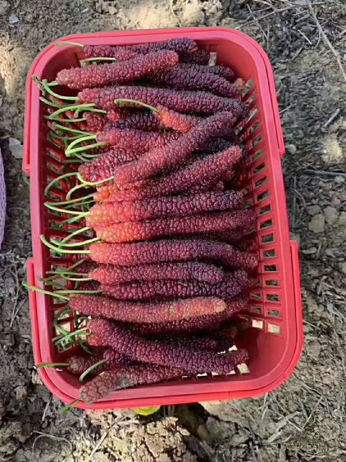 长果桑葚种植技术揭秘：如何打造高产量桑园？