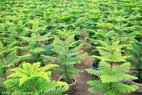 油葵苗无土种植技术：革新农业，未来农业的绿色革命？