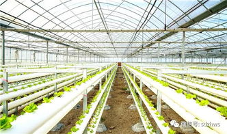 《农业大棚种植技术革新：揭秘高效益的秘密武器》