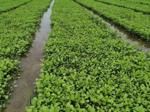泽泻种植新篇章：揭秘高效种植技术，助力农业产业升级