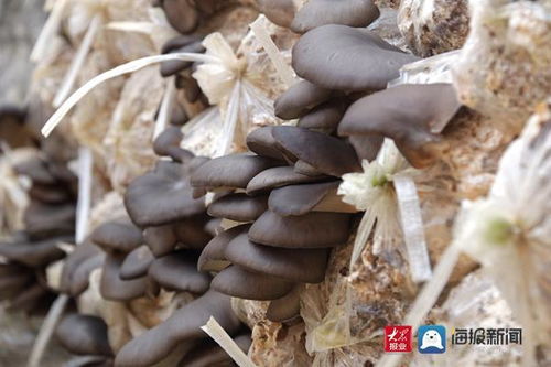 揭秘小蘑菇种植技术：如何在家轻松培育美味佳肴？