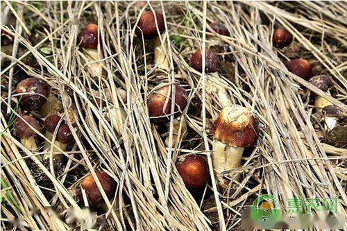 蘑菇种植：揭秘高效益背后的秘密技术
