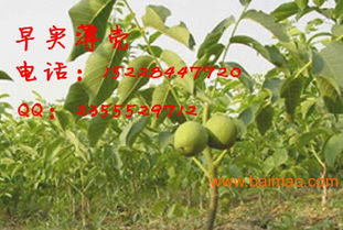 核桃种植技术宝典：揭秘高效核桃园的秘密