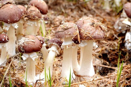 揭秘松茸菇种植：技术与市场共赢之道