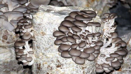 揭秘平菇种植奥秘：高效技术助您轻松致富