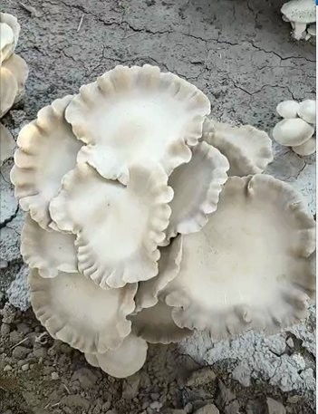 探索菌丝的秘密：蘑菇种植技术揭秘