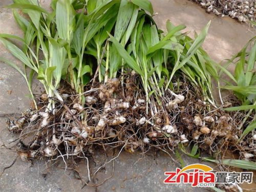 白芨种植：揭秘高效益的药用植物种植技术