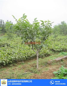 自然农业革命：揭秘高效种植技术，让土地焕发新生