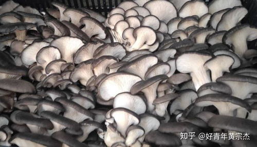 冬季种植新篇章——揭秘平菇高效种植技术