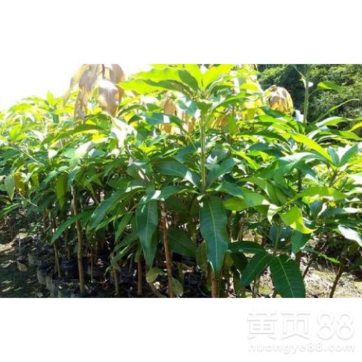 揭秘芒果苗种植技术：如何培育出优质高产芒果？