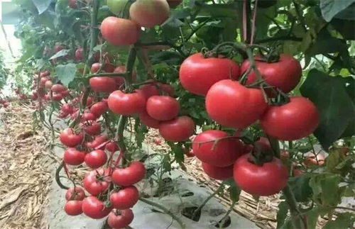 大棚柿子种植与管理：揭秘高效益的秘密武器