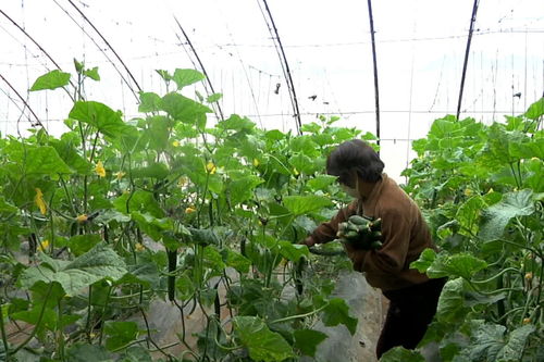 揭秘大朋蔬菜种植技术视频：如何让绿色农业更高效？