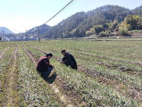 浙贝母种植技术解析：如何提高产量与品质？