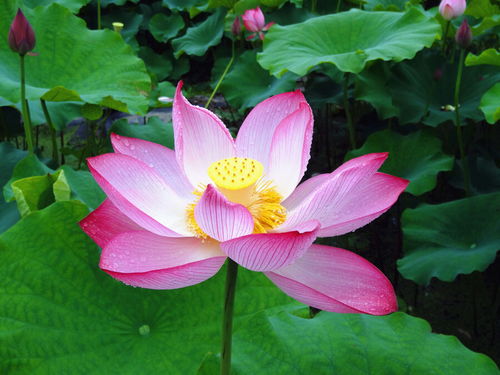 莲花种植：揭秘自然水域中的绿色瑰宝