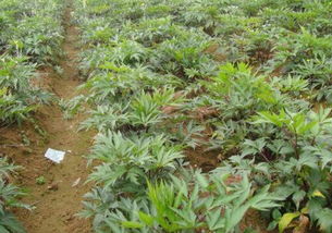 揭秘当归种植：技术与利润双赢之道