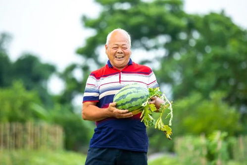 黄肉西瓜种植新篇章：揭秘高效栽培技术